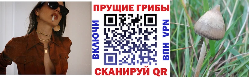 как найти закладки  Прохладный  Псилоцибиновые грибы Psilocybine cubensis 